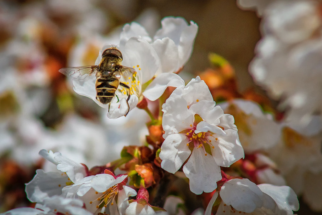 Beginner’s Guide to Manuka Honey